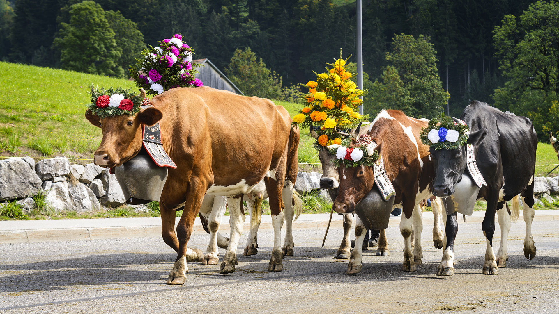 brunico