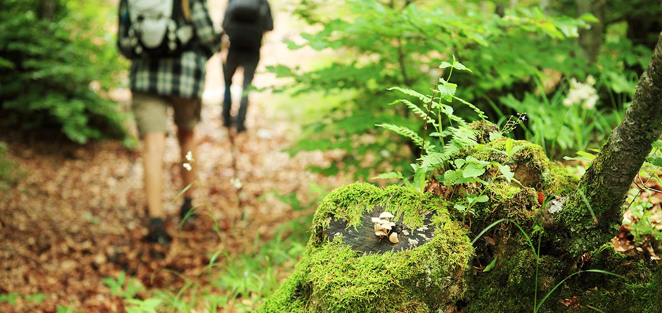Coppia cammina su sentiero di foglie nel bosco