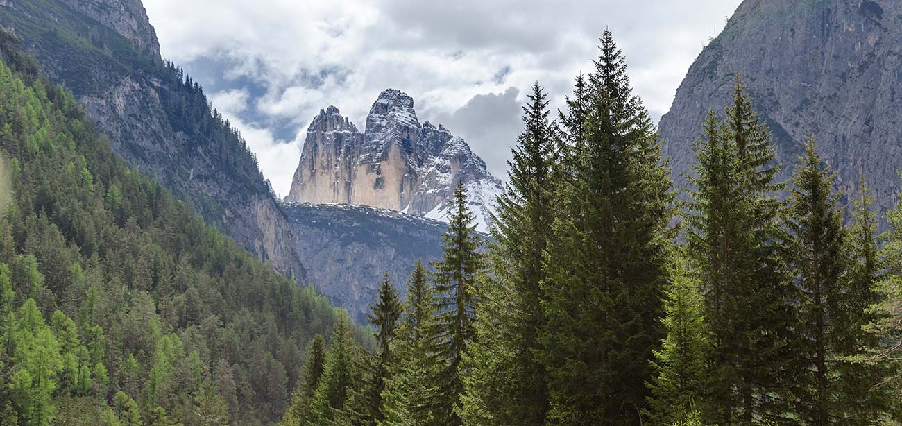 Abeti verdi con valle e Dolomiti sullo sfondo